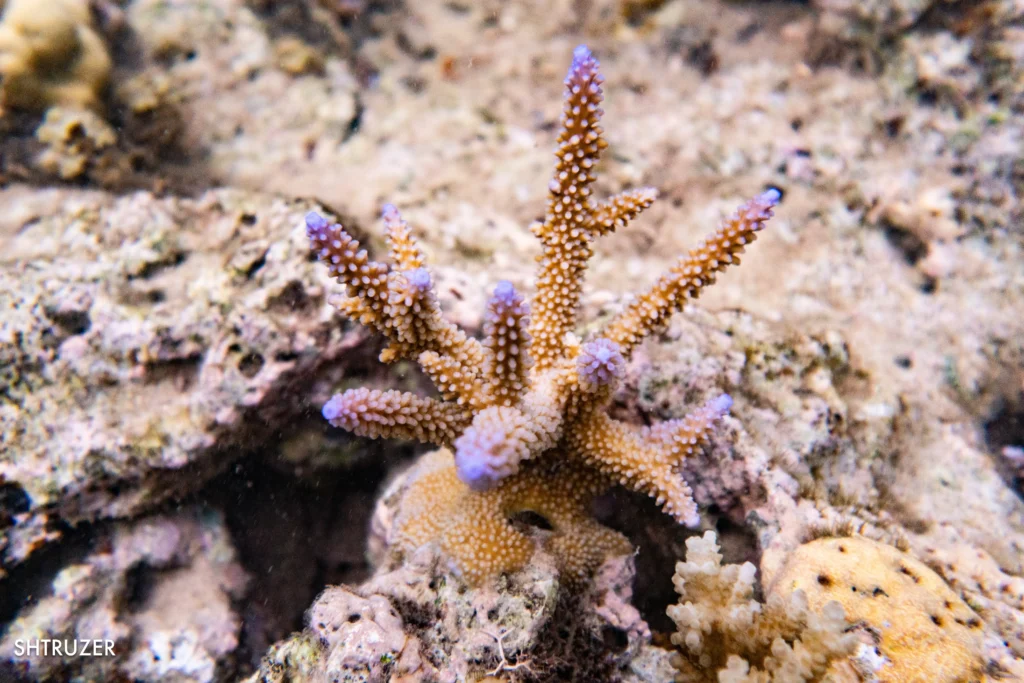 Acropora formosa blue tip