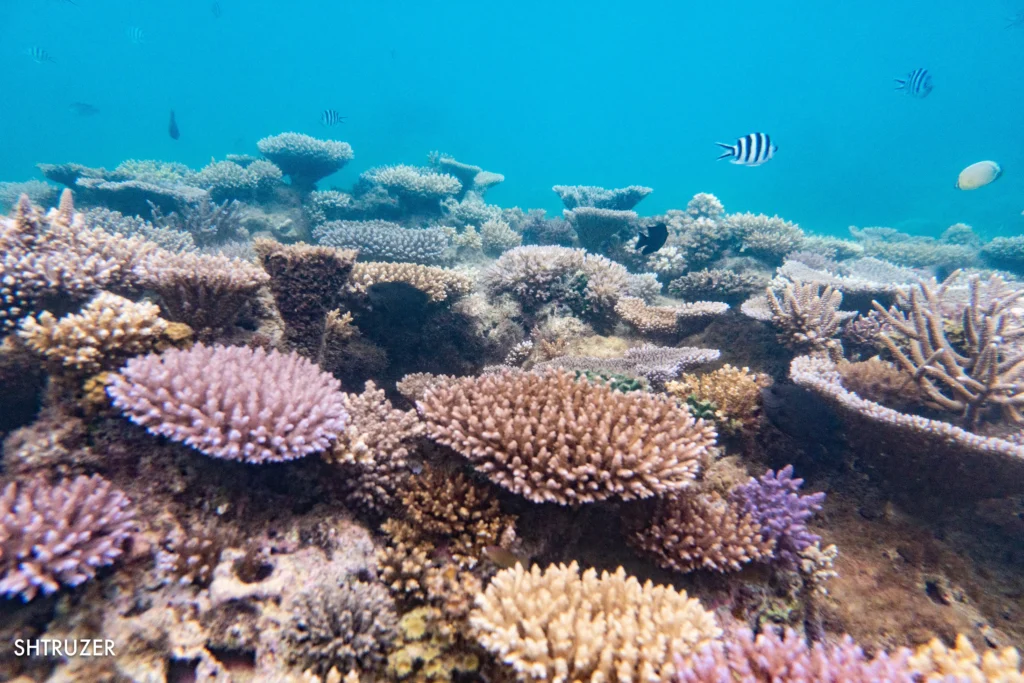 Lawaki Reef